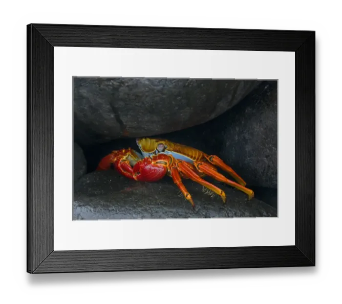 Framed Print : South America, Ecuador, Galapagos Islands. Sally lightfoot crab under rock. Credit as Framed Print : South America, Ecuador, Galapagos Islands. Sally lightfoot crab under rock. Credit as