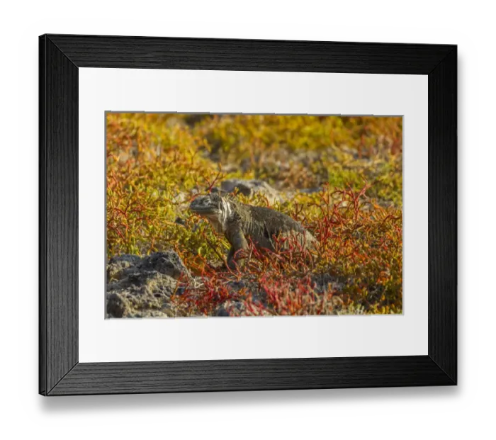 Framed Print : Ecuador, Galapagos National Park. Land iguana in colorful vegetation Framed Print : Ecuador, Galapagos National Park. Land iguana in colorful vegetation