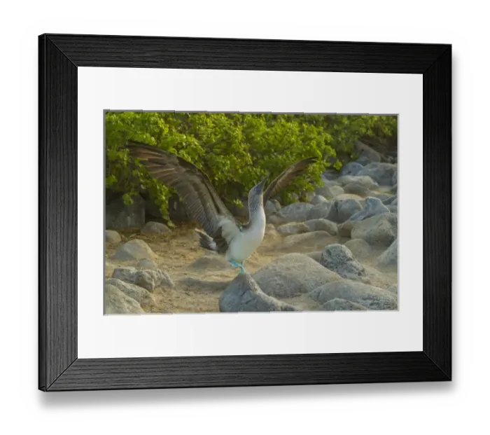 Framed Print : Ecuador, Galapagos National Park, San Cristobal. Blue-footed booby displaying. Credit as Framed Print : Ecuador, Galapagos National Park, San Cristobal. Blue-footed booby displaying. Credit as