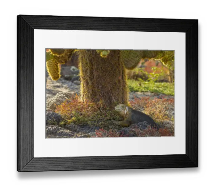 Framed Print : Ecuador, Galapagos National Park. Land iguana and cactus