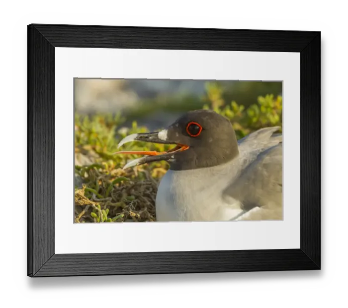 Framed Print : Ecuador, Galapagos National Park. Profile of swallow-tailed gull Framed Print : Ecuador, Galapagos National Park. Profile of swallow-tailed gull