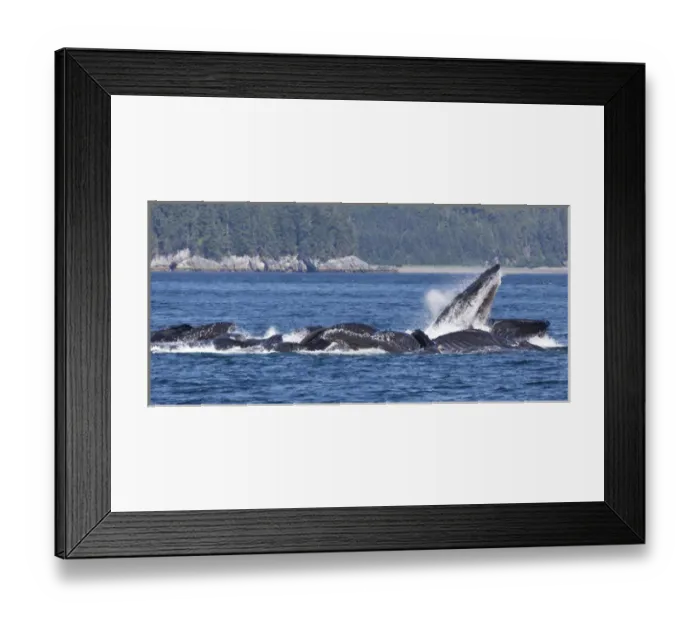 Framed Print : USA, Alaska, Freshwater Bay. Humpback whales bubble net feeding Framed Print : USA, Alaska, Freshwater Bay. Humpback whales bubble net feeding