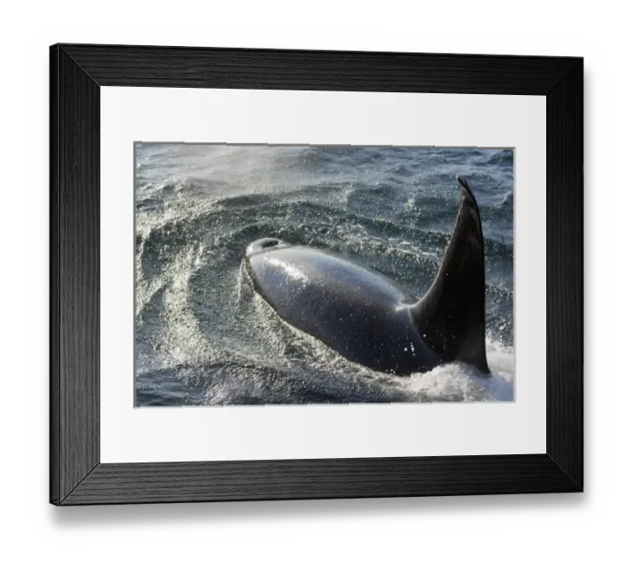 Framed Print : USA, Alaska, Tenakee Springs. Orca or killer whale diving on ocean surface. Credit as Framed Print : USA, Alaska, Tenakee Springs. Orca or killer whale diving on ocean surface. Credit as