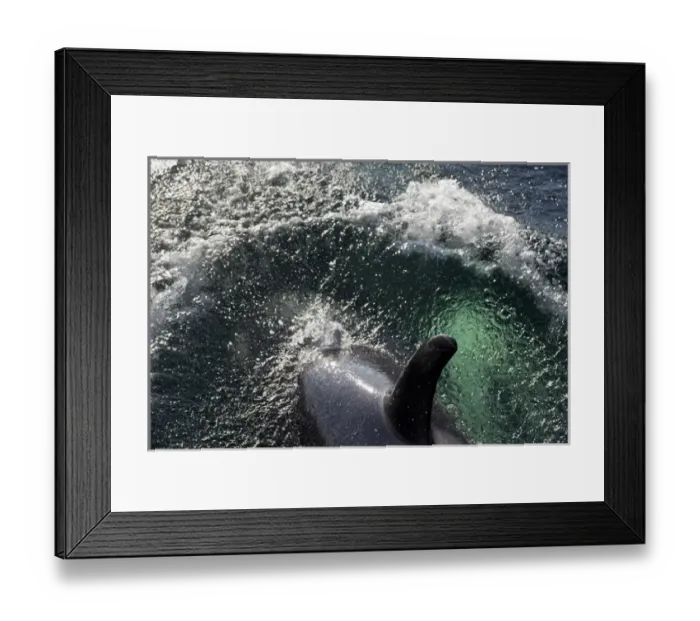 Framed Print : USA, Alaska, Tenakee Springs. Orca or killer whale diving on ocean surface. Credit as