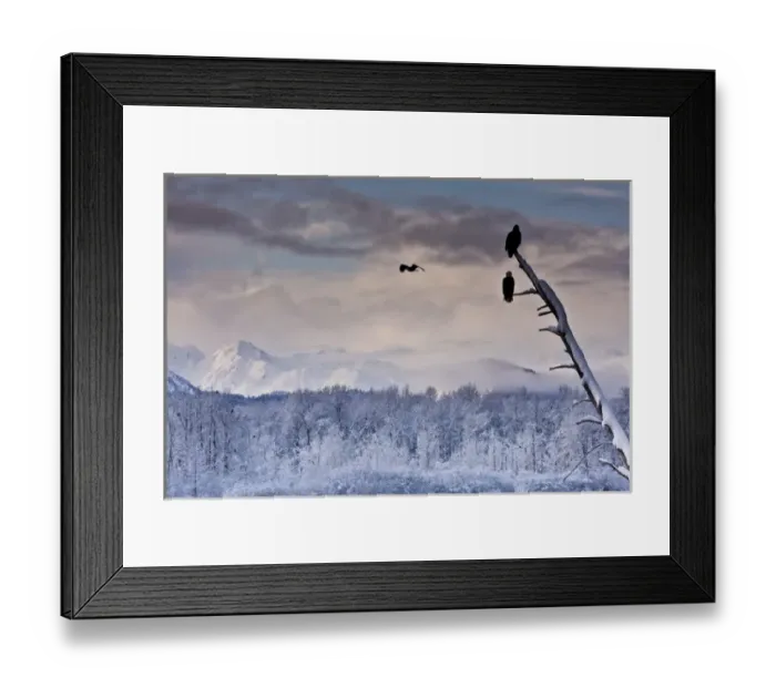 Framed Print : USA, Alaska, Chilkat Bald Eagle Preserve Framed Print : USA, Alaska, Chilkat Bald Eagle Preserve