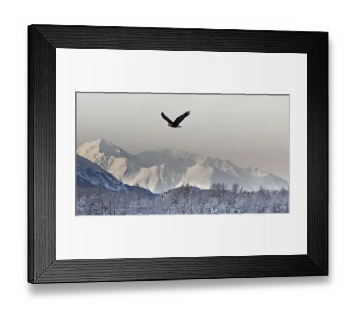 Framed Print : USA, Alaska, Chilkat Bald Eagle Preserve. Bald eagle flies in preserve. Credit as Framed Print : USA, Alaska, Chilkat Bald Eagle Preserve. Bald eagle flies in preserve. Credit as