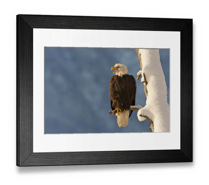 Framed Print : USA, Alaska, Chilkat Bald Eagle Preserve. Bald eagle perched on branch. Credit as Framed Print : USA, Alaska, Chilkat Bald Eagle Preserve. Bald eagle perched on branch. Credit as