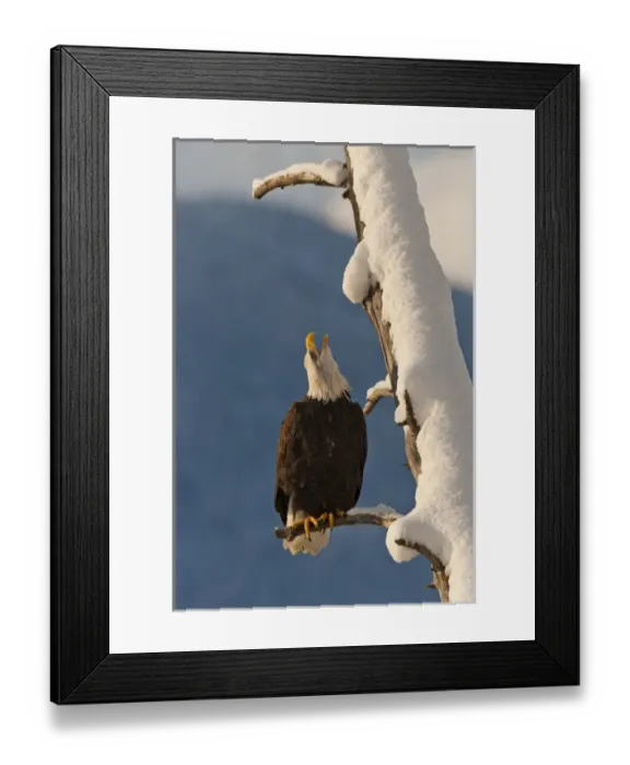 Framed Print : USA, Alaska, Chilkat Bald Eagle Preserve. Bald eagle perched on branch. Credit as