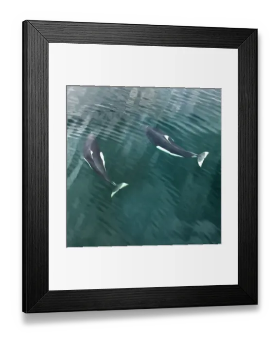 Framed Print : USA, Alaska, Seymore Canal. Two Dalls porpoises swimming near ocean surface