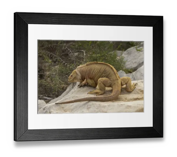 Framed Print : Ecuador, Galapagos National Park. Land iguana on boulder Framed Print : Ecuador, Galapagos National Park. Land iguana on boulder