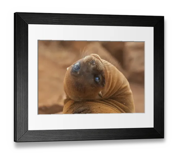 Framed Print : Ecuador, Galapagos National Park. Sea lion close-up Framed Print : Ecuador, Galapagos National Park. Sea lion close-up