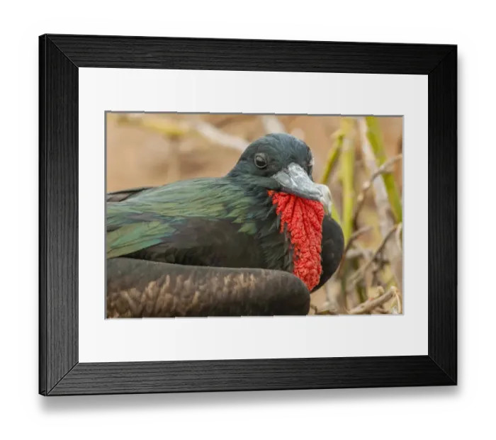 Framed Print : Ecuador, Galapagos National Park. Close-up of male great frigatebird Framed Print : Ecuador, Galapagos National Park. Close-up of male great frigatebird
