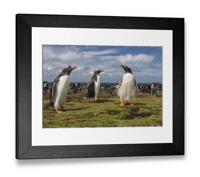 Framed Print : South America, Falkland Islands, Bleaker Island. Gentoo penguin colony. Credit as Framed Print : South America, Falkland Islands, Bleaker Island. Gentoo penguin colony. Credit as
