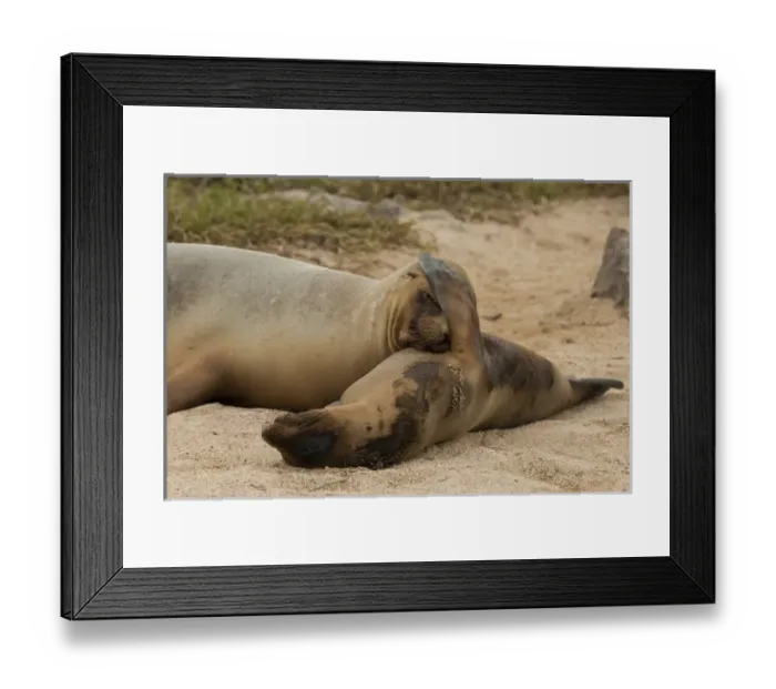 Framed Print : Ecuador, Galapagos National Park. Sleeping sea lions Framed Print : Ecuador, Galapagos National Park. Sleeping sea lions