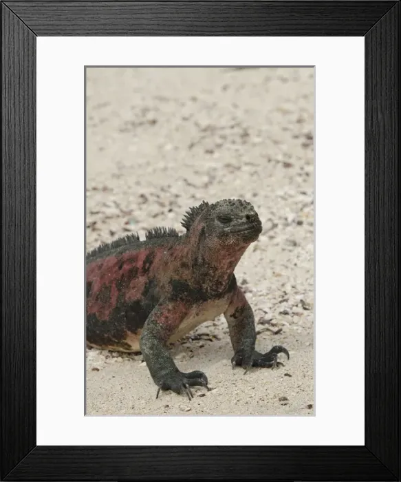 Framed Print : Ecuador, Galapagos, Espanola, Punta Suarez. Endemic subspecies of marine iguana (Wild