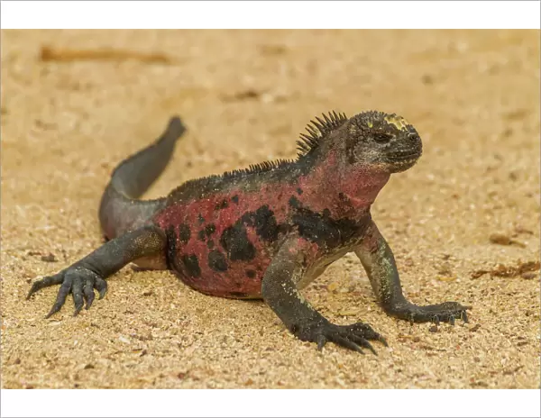 Ecuador, Galapagos National Park. Marine iguana on sand