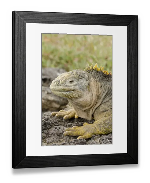 Framed Print : Ecuador, Galapagos, South Plaza Island. Endemic land iguana (Wild: Conolophus subcristatus) head Framed Print : Ecuador, Galapagos, South Plaza Island. Endemic land iguana (Wild: Conolophus subcristatus) head