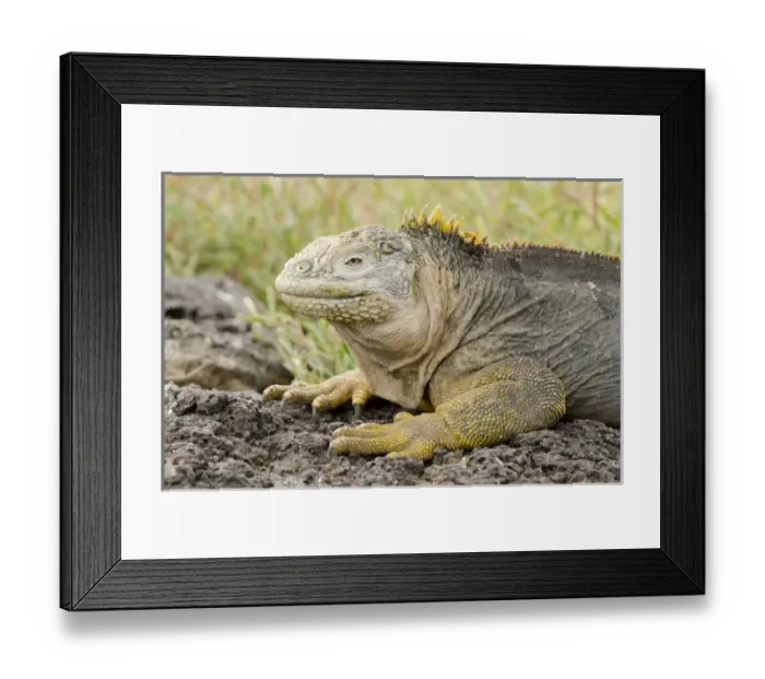 Framed Print : Ecuador, Galapagos, South Plaza Island. Endemic land iguana (Wild: Conolophus subcristatus) head