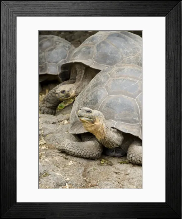 Framed Print : Ecuador, Galapagos, Santa Cruz. Charles Darwin Research Center. Giant Galapagos tortoise Framed Print : Ecuador, Galapagos, Santa Cruz. Charles Darwin Research Center. Giant Galapagos tortoise