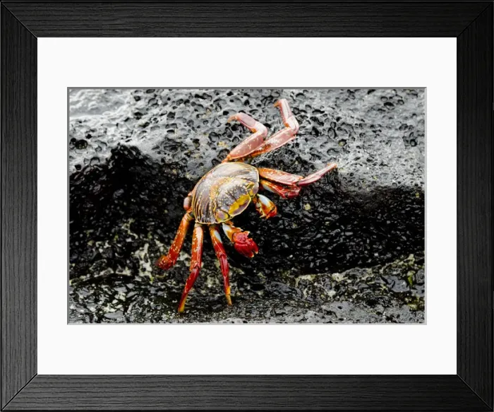 Framed Print : Ecuador, Galapagos, Floreana, Punta Cormoran. Colorful Sally lightfoot crab (wild