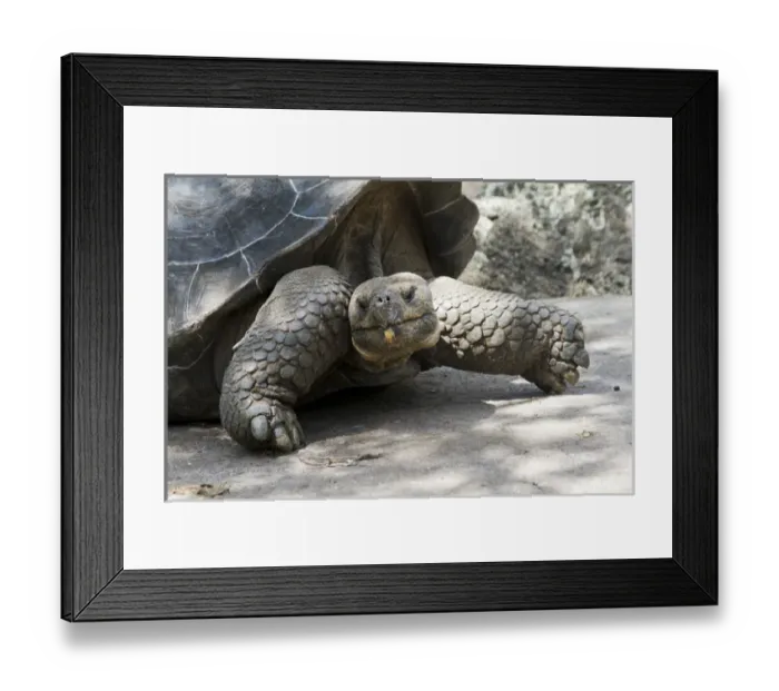 Framed Print : Giant Tortoise in highlands of Floreana Island, Galapagos Islands Framed Print : Giant Tortoise in highlands of Floreana Island, Galapagos Islands
