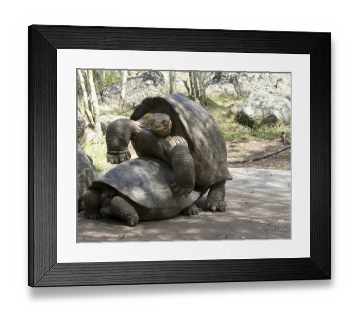 Framed Print : Giant Tortoises with mating behavior, highlands of Floreana Island, Galapagos Islands