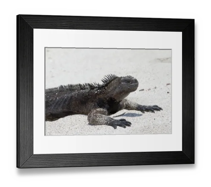 Framed Print : Galapagos Marine iguana, west side of San Cristobal Island, Galapagos Islands