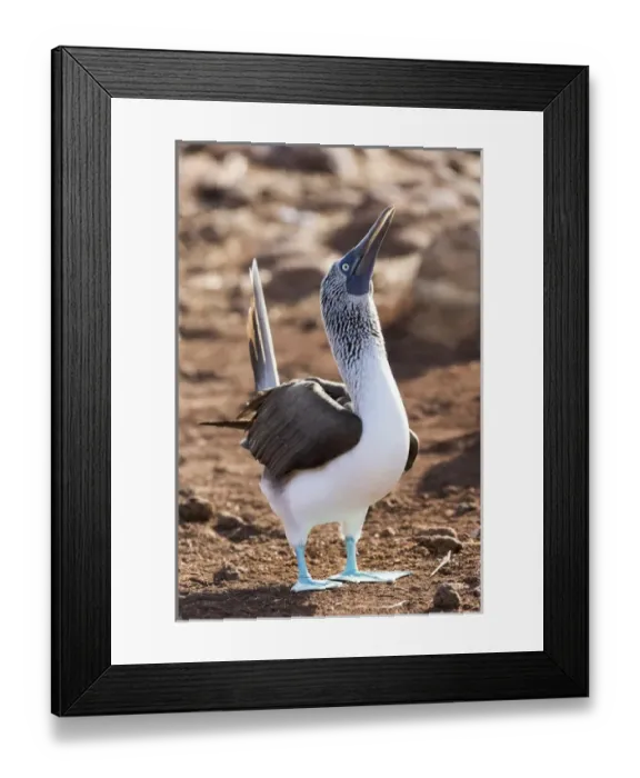 Framed Print : South America, Ecuador, Galapagos Islands, North Seymour Island, blue-footed booby