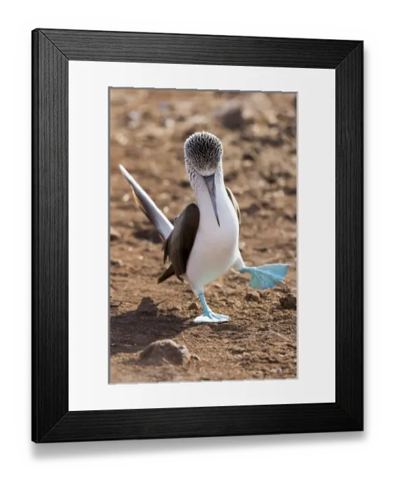 Framed Print : South America, Ecuador, Galapagos Islands, North Seymour Island, blue-footed booby