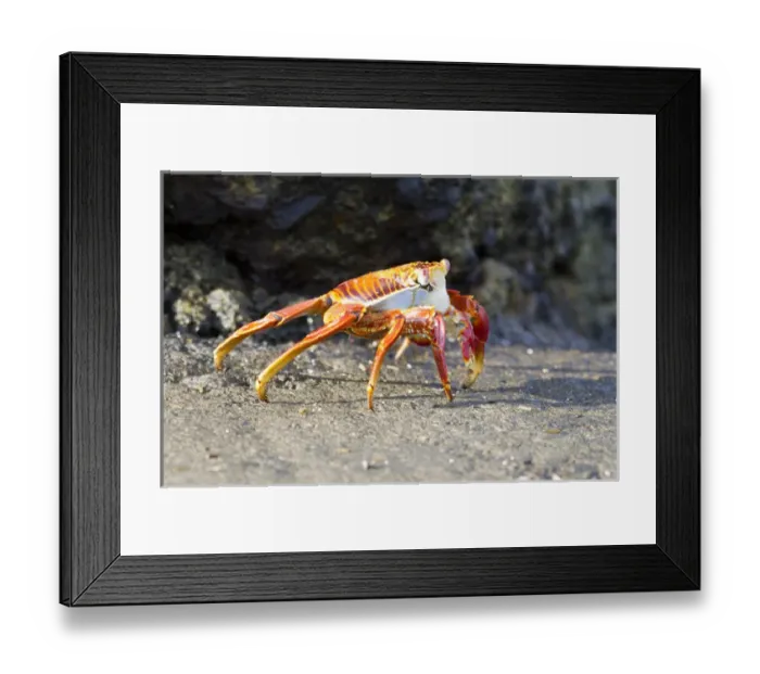 Framed Print : Sally Lightfoot Crab (Grapsus grapsus) on Floreana Island, Galapagos Islands Framed Print : Sally Lightfoot Crab (Grapsus grapsus) on Floreana Island, Galapagos Islands