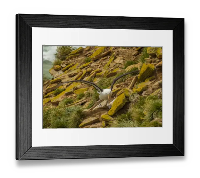 Framed Print : South America, Falkland Islands, Saunders Island. Black-browed albatross taking flight Framed Print : South America, Falkland Islands, Saunders Island. Black-browed albatross taking flight
