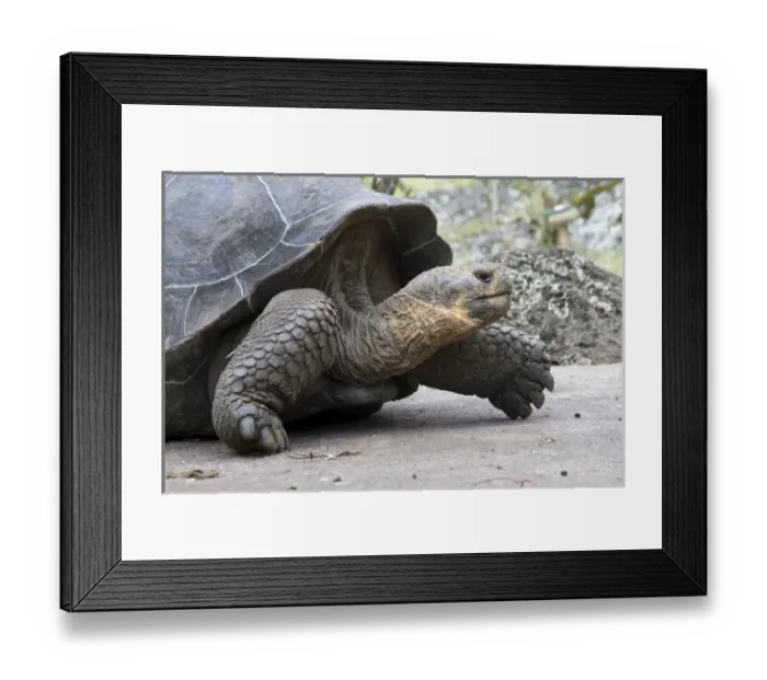 Framed Print : Giant Tortoise in highlands of Floreana Island, Galapagos Islands Framed Print : Giant Tortoise in highlands of Floreana Island, Galapagos Islands