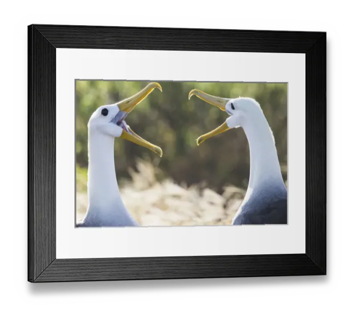Framed Print : South America, Ecuador, Galapagos Islands, Espanola, Punta Suarez, waved albatross