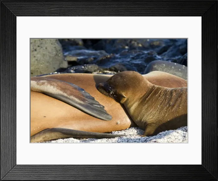 Framed Print : Galapagos Sea Lion pup, La Loberia, San Cristobal Island, Galapagos Islands Framed Print : Galapagos Sea Lion pup, La Loberia, San Cristobal Island, Galapagos Islands