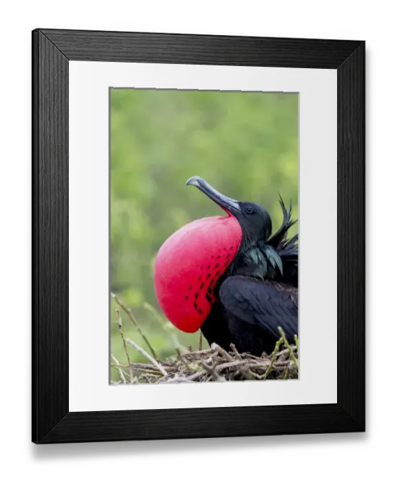 Framed Print : South America, Ecuador, Galapagos Islands, Genovesa, Darwin Bay Beach, great frigatebird