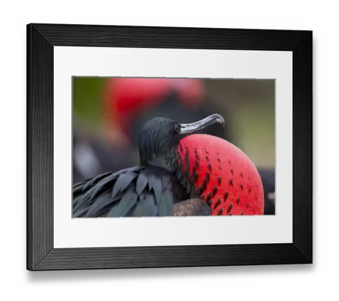 Framed Print : South America, Ecuador, Galapagos Islands, Genovesa, Darwin Bay Beach, great frigatebird Framed Print : South America, Ecuador, Galapagos Islands, Genovesa, Darwin Bay Beach, great frigatebird