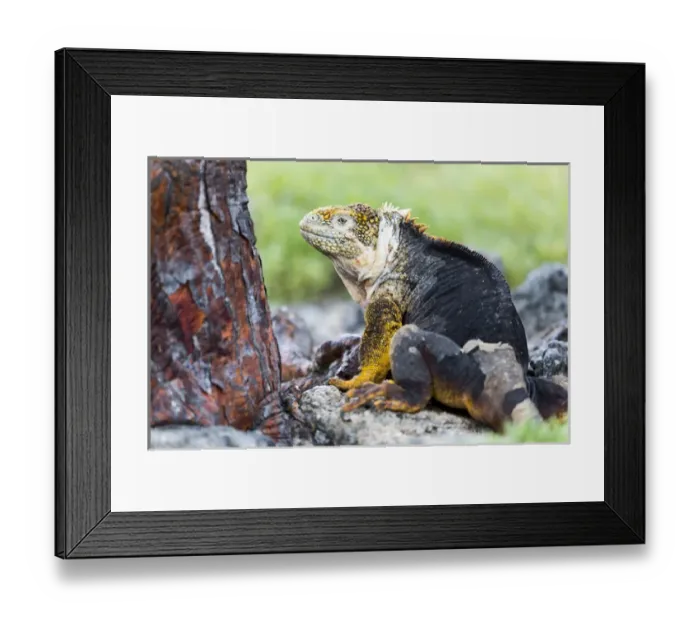 Framed Print : South America, Ecuador, Galapagos Islands, Plaza Sur, land iguana, (Conolophus subcristatus)