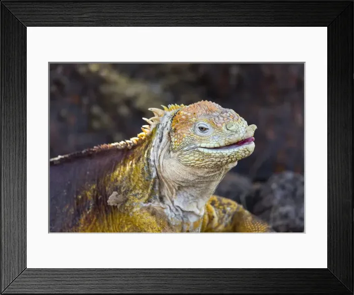 Framed Print : South America, Ecuador, Galapagos Islands, North Seymour Island, land iguana, (Conolophus