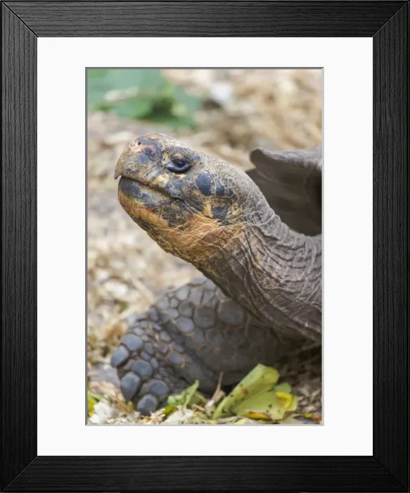 Framed Print : South America, Ecuador, Galapagos Islands, Santa Cruz, Peurto Ayora, Charles Darwain Framed Print : South America, Ecuador, Galapagos Islands, Santa Cruz, Peurto Ayora, Charles Darwain