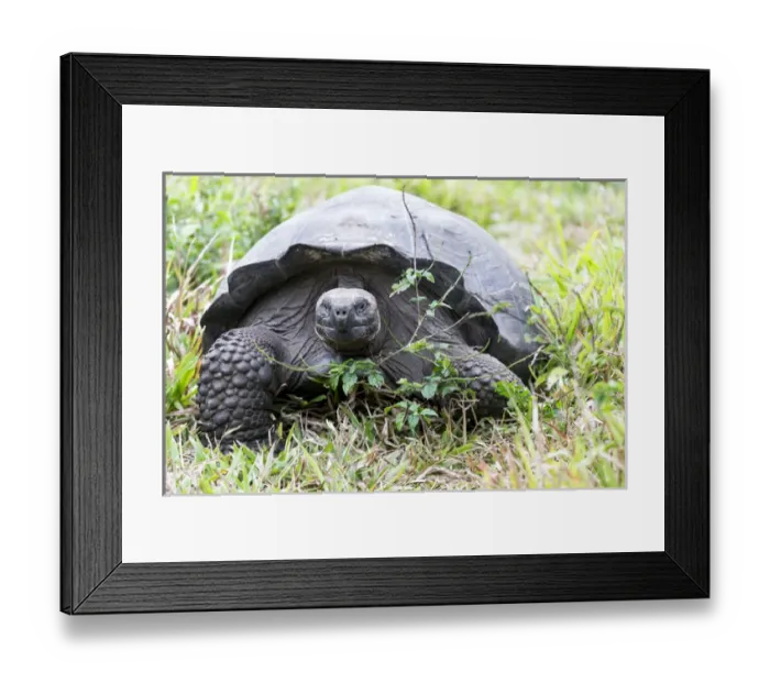 Framed Print : South America, Ecuador, Galapagos Islands, Santa Cruz Highlands, Galapagos giant tortoise Framed Print : South America, Ecuador, Galapagos Islands, Santa Cruz Highlands, Galapagos giant tortoise
