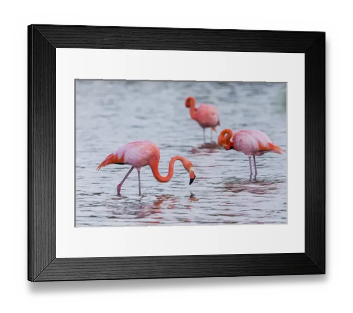 Framed Print : South America, Ecuador, Galapagos Islands, Floreana, Punta Cormoran, greater flamingo Framed Print : South America, Ecuador, Galapagos Islands, Floreana, Punta Cormoran, greater flamingo
