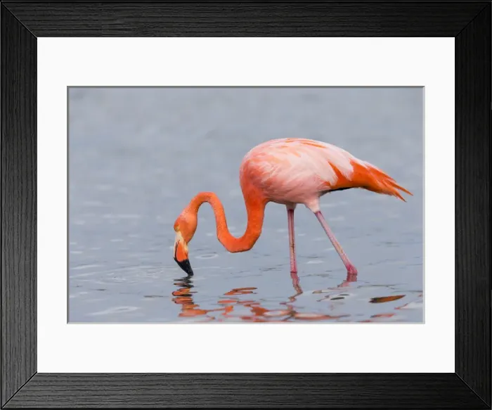Framed Print : South America, Ecuador, Galapagos Islands, Floreana, Punta Cormoran, greater flamingo Framed Print : South America, Ecuador, Galapagos Islands, Floreana, Punta Cormoran, greater flamingo