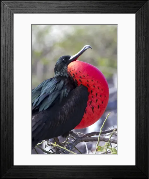Framed Print : South America, Ecuador, Galapagos Islands, Genovesa, Darwin Bay Beach, great frigatebird Framed Print : South America, Ecuador, Galapagos Islands, Genovesa, Darwin Bay Beach, great frigatebird