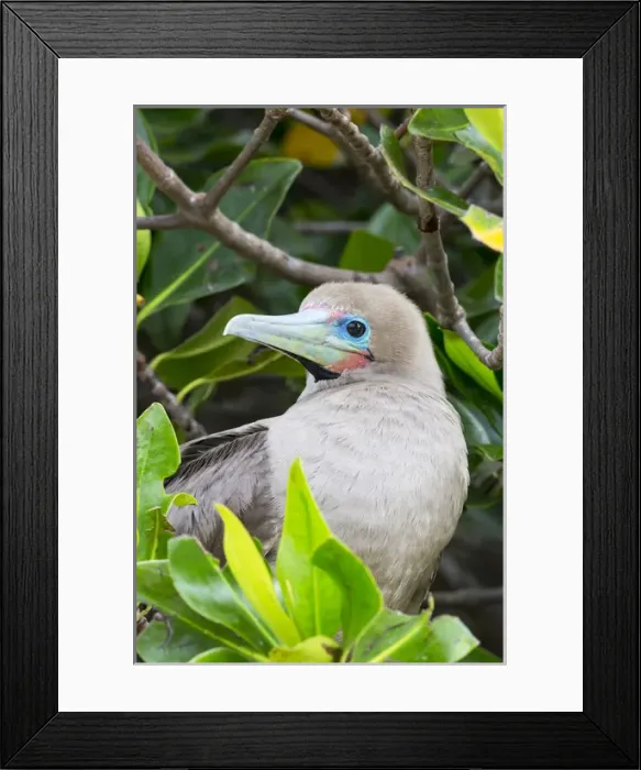 Framed Print : South America, Ecuador, Galapagos Islands, Genovesa, Darwin Bay Beach, red-footed booby Framed Print : South America, Ecuador, Galapagos Islands, Genovesa, Darwin Bay Beach, red-footed booby