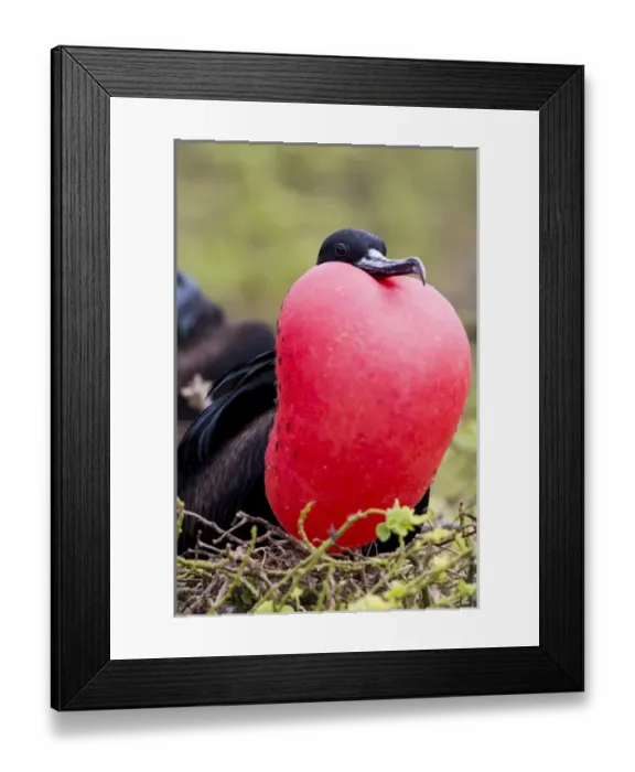 Framed Print : South America, Ecuador, Galapagos Islands, Genovesa, Darwin Bay Beach, great frigatebird Framed Print : South America, Ecuador, Galapagos Islands, Genovesa, Darwin Bay Beach, great frigatebird