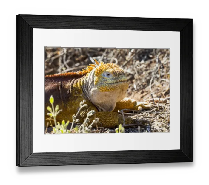 Framed Print : South America, Ecuador, Galapagos Island, Santa Cruz, Cerro Dragon, land iguana Framed Print : South America, Ecuador, Galapagos Island, Santa Cruz, Cerro Dragon, land iguana