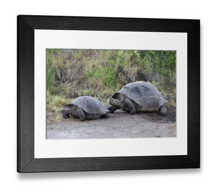 Framed Print : South America, Ecuador, Galapagos Islands, Isabela, Urvina Bay, Galapagos giant tortoise