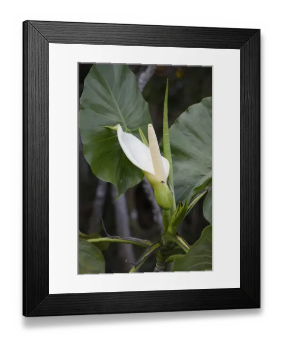 Framed Print : Ecuador, Orellana, Napo River. Calla lily, La Selva Amazon Ecolodge Framed Print : Ecuador, Orellana, Napo River. Calla lily, La Selva Amazon Ecolodge