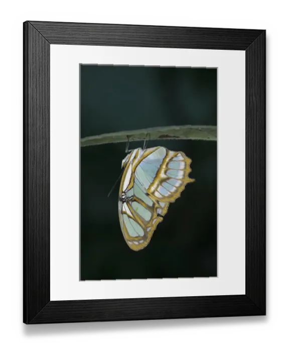 Framed Print : Ecuador, Orellana, Napo River. Butterfly at the La Selva Jungle Lodge butterfly farm