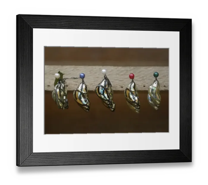 Framed Print : Ecuador, Orellana, Napo River. Chrysalis at the La Selva Jungle Lodge Framed Print : Ecuador, Orellana, Napo River. Chrysalis at the La Selva Jungle Lodge